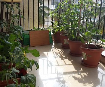 Automatic Plant Watering and Soil Moisture Sensing