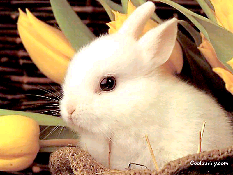 Basic Live Trap for Rabbits, squirrels and other beasts