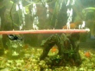 Fish Bubble Tube