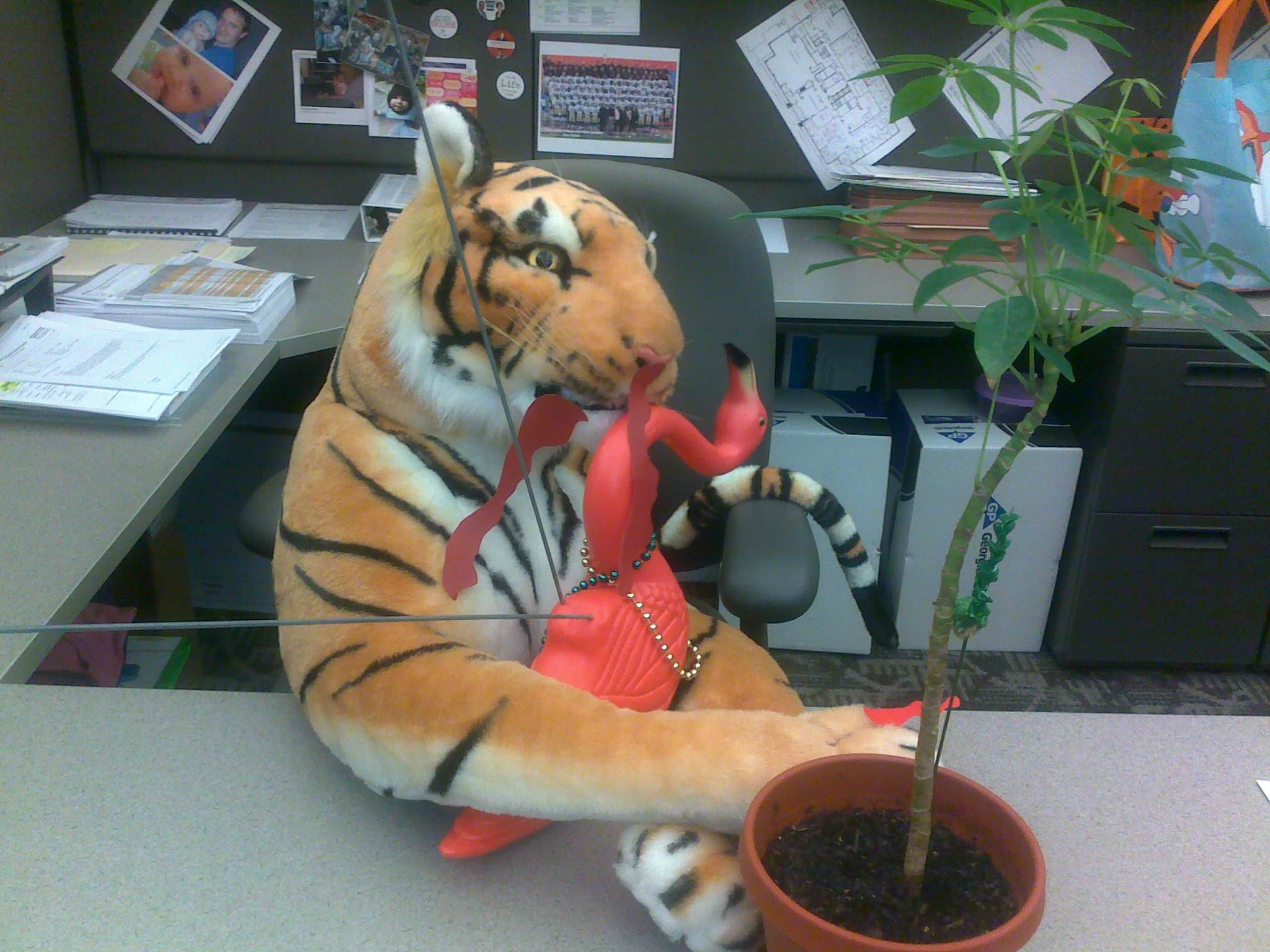 Cubicle Tiger Strikes Again!