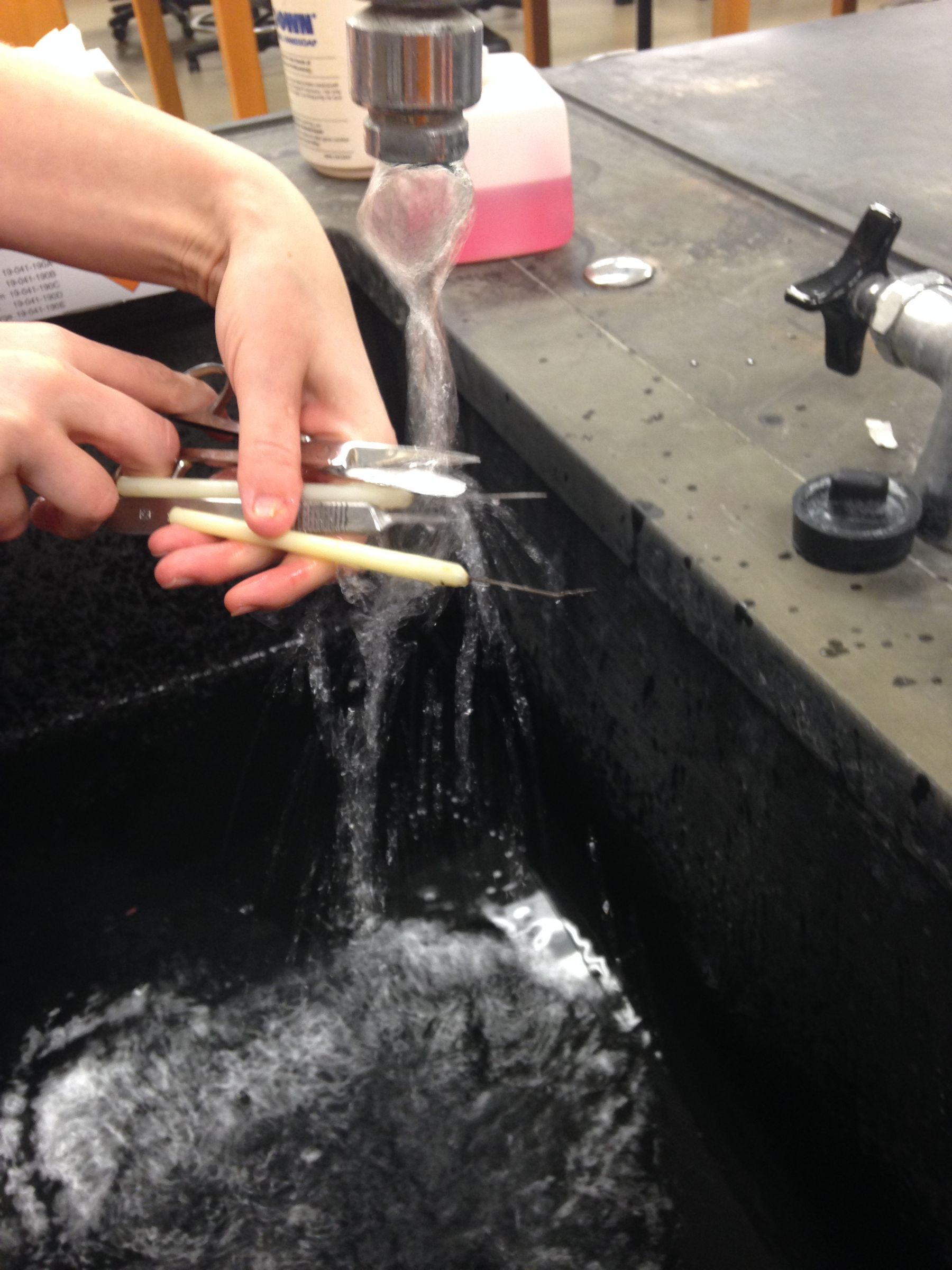How to Properly Dispose of an American Bullfrog After Dissection 11