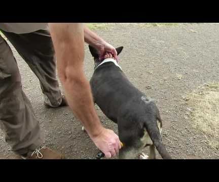 Dog Moulting? Stripping / Shedding Comb Efficient Removal of Dead Fur