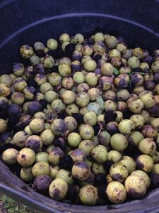 Black Walnut Harvesting & Processing : 11 Steps (with Pictures ...