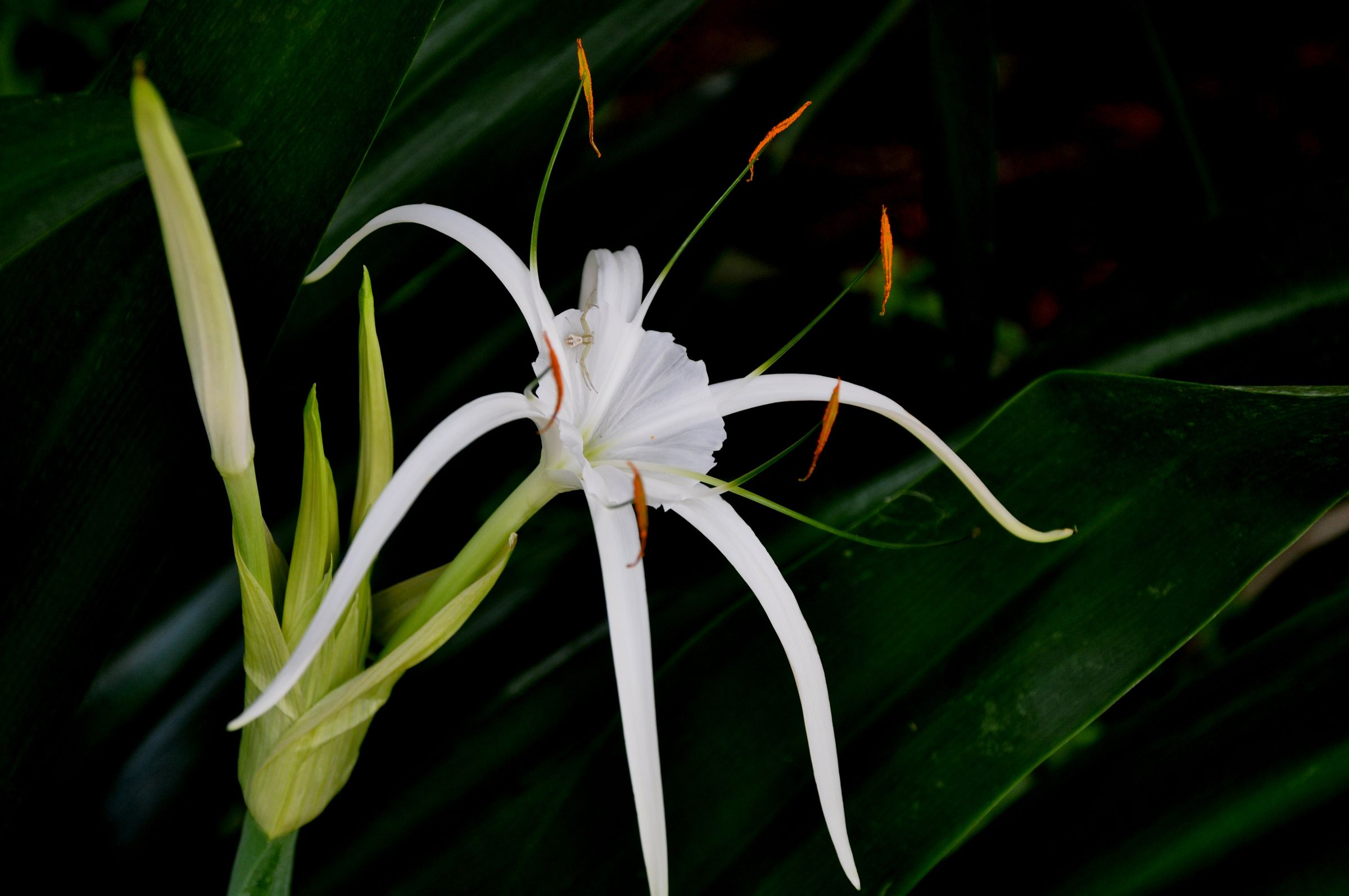 Guardian of the Garden