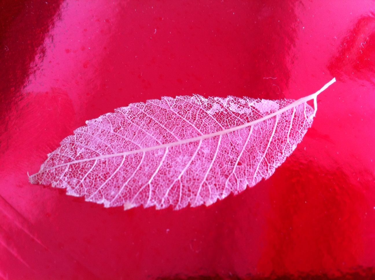 Leaf Skeletonization
