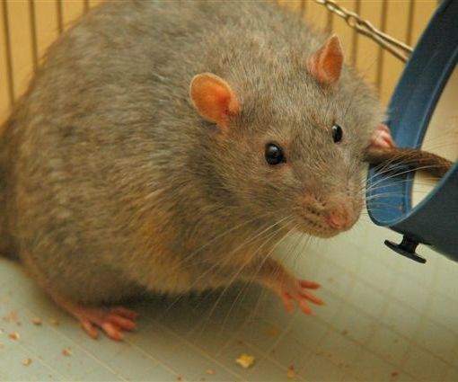 Easy Rat Catcher