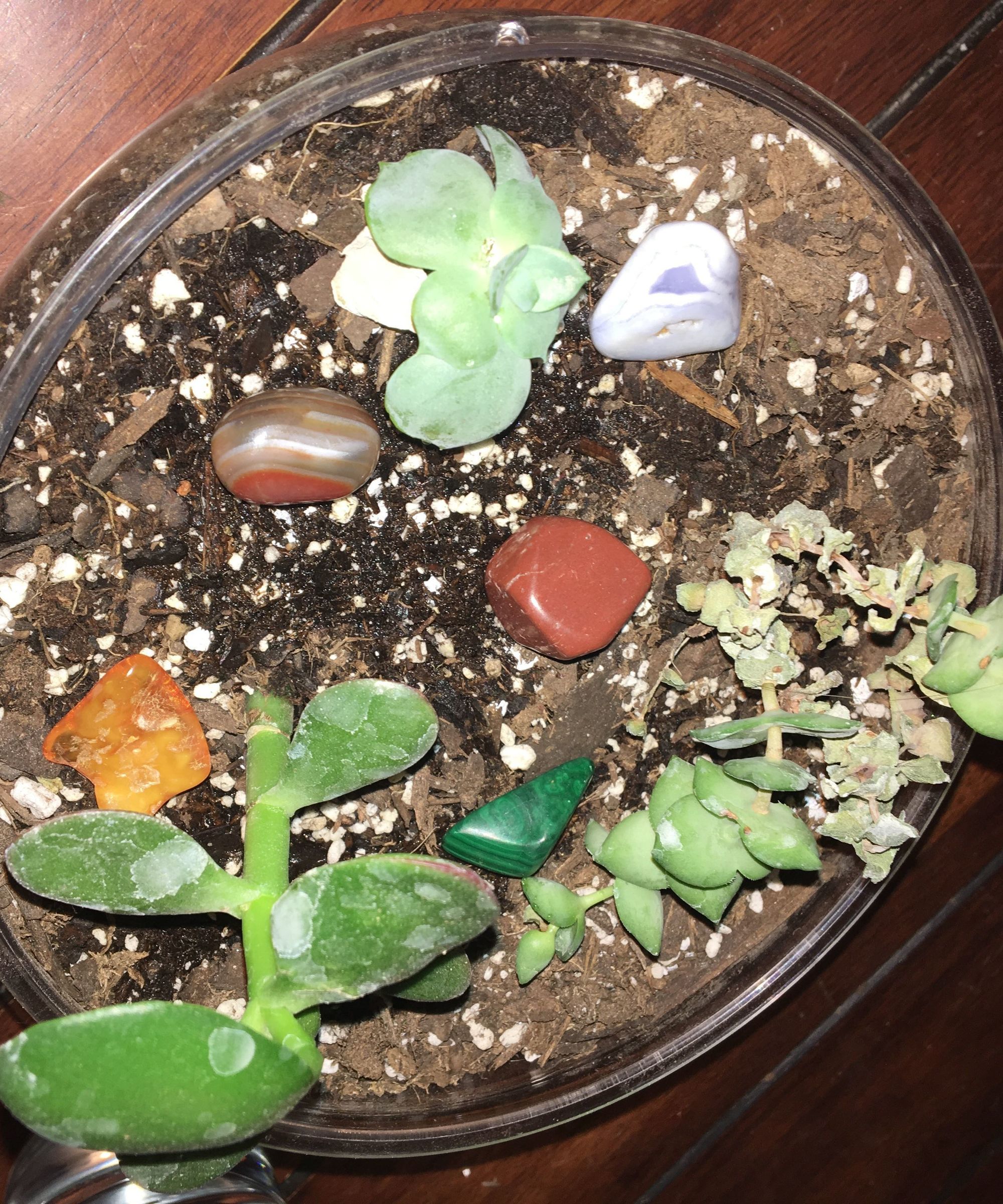How to Make a Succulent Terrarium 7 Steps Instructables