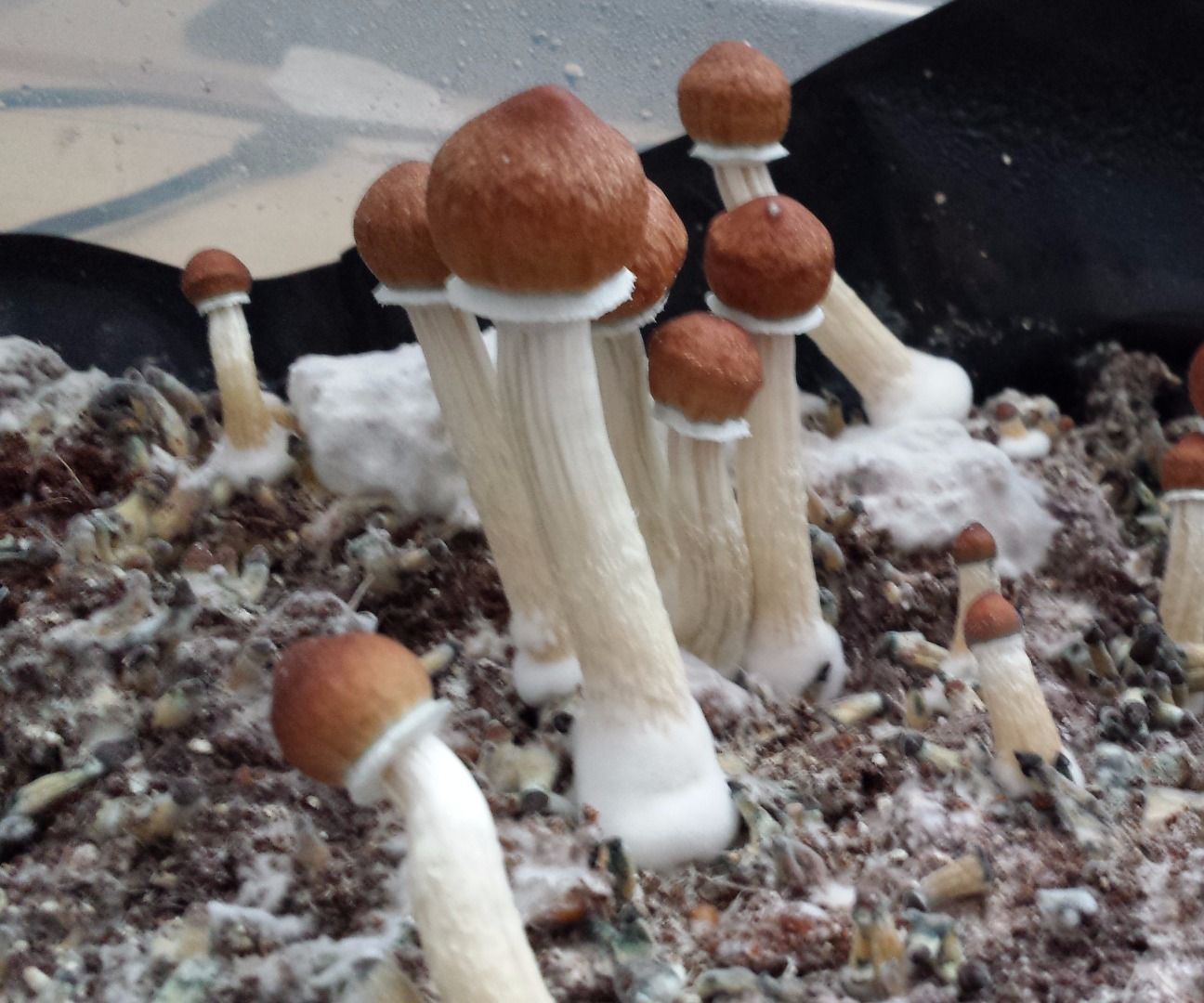 Beginner's Guide to Growing Mushrooms : 10 Steps - Instructables