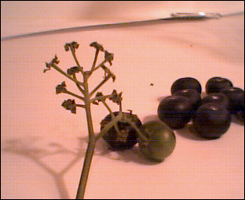 Simple Wine Making (Huckleberries)