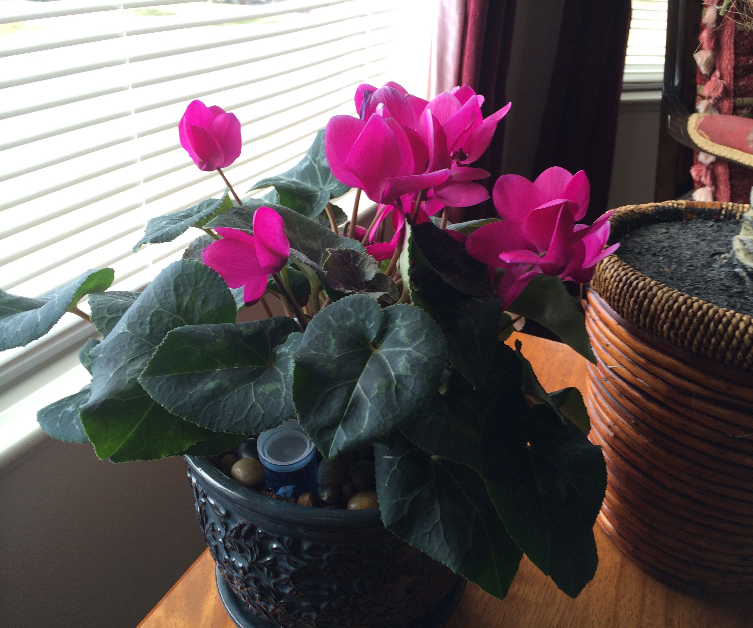 Self Watering House Plant (with water level indicator)