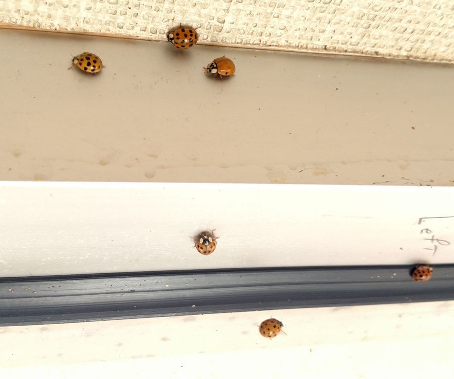 Ladybug Prevention