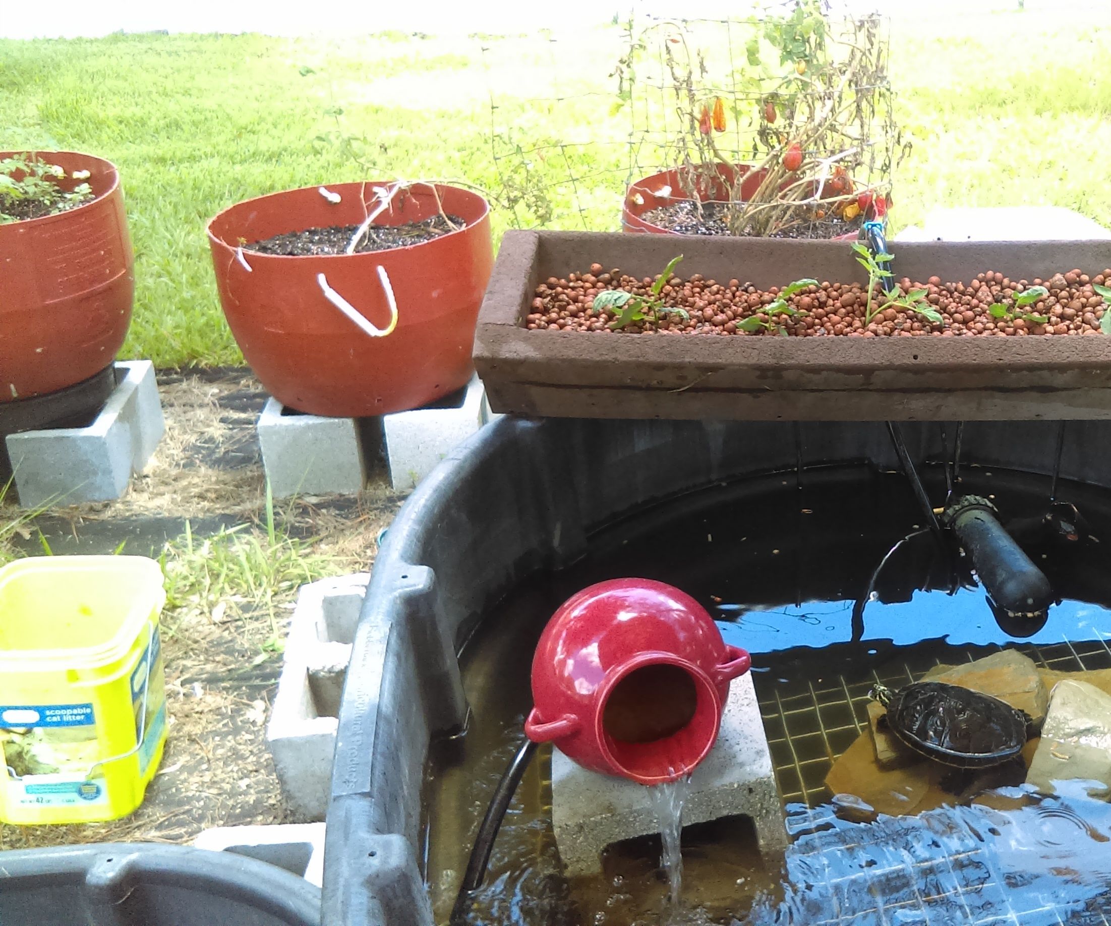 Aquaponic System (WITH TURTLES!!!)