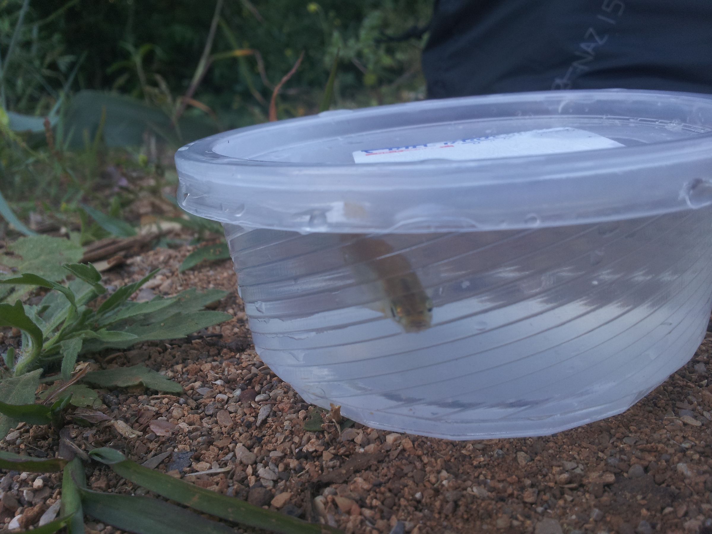 Fish Trap