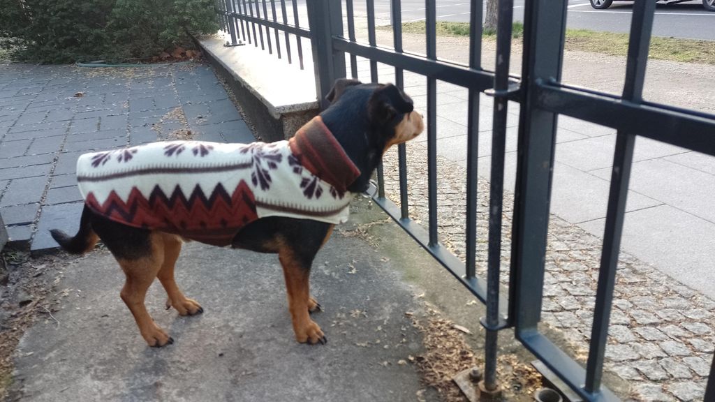 Simple Dog Jacket (with Pattern) : 8 Steps (with Pictures) - Instructables