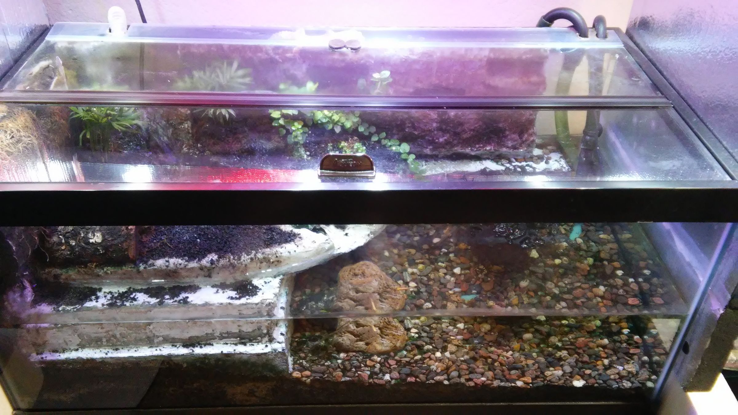 Paludarium 9 Steps Instructables
