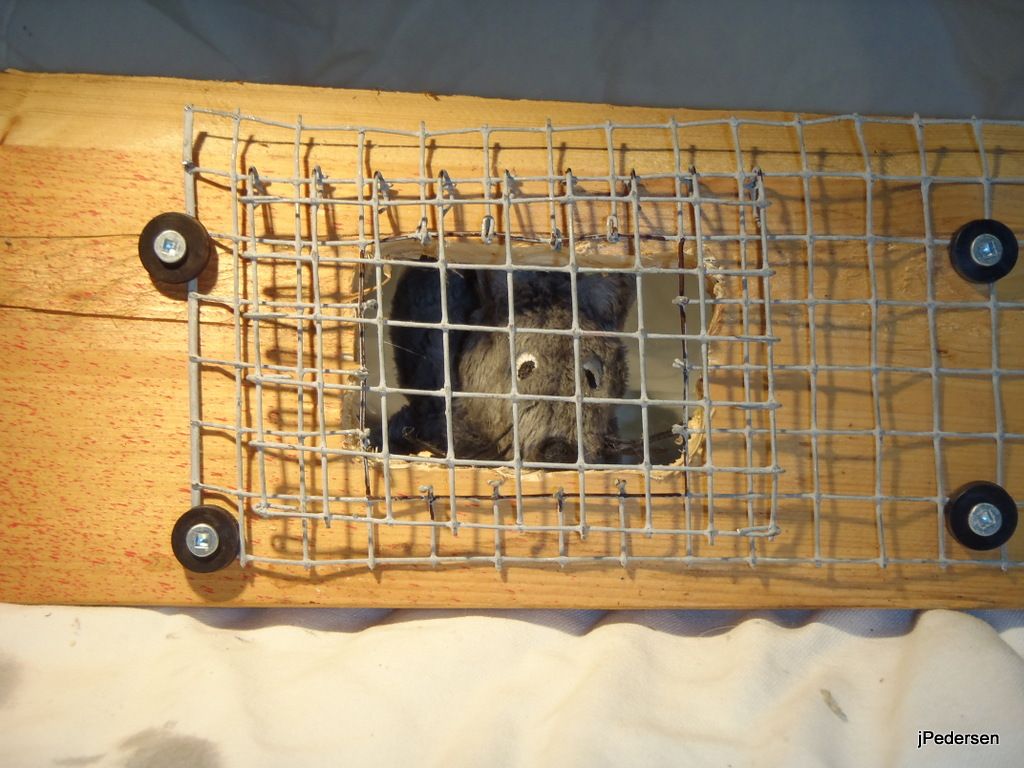 How One-Way Door Installation Keeps Critters Out for Good