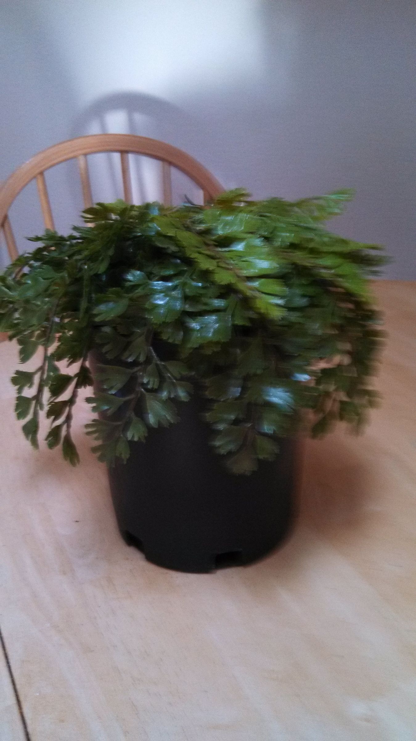 Plant Safe