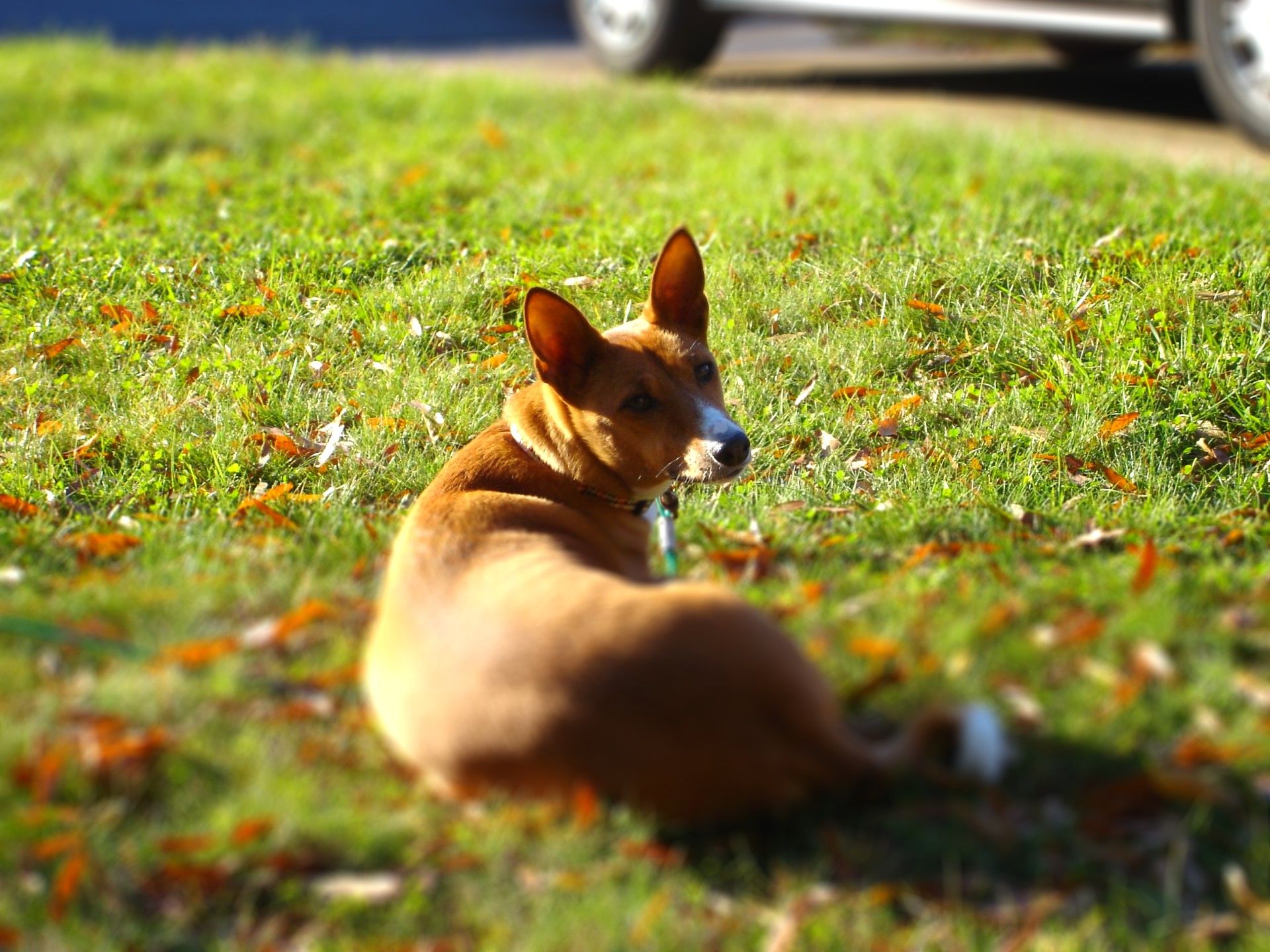 HenryBasenji