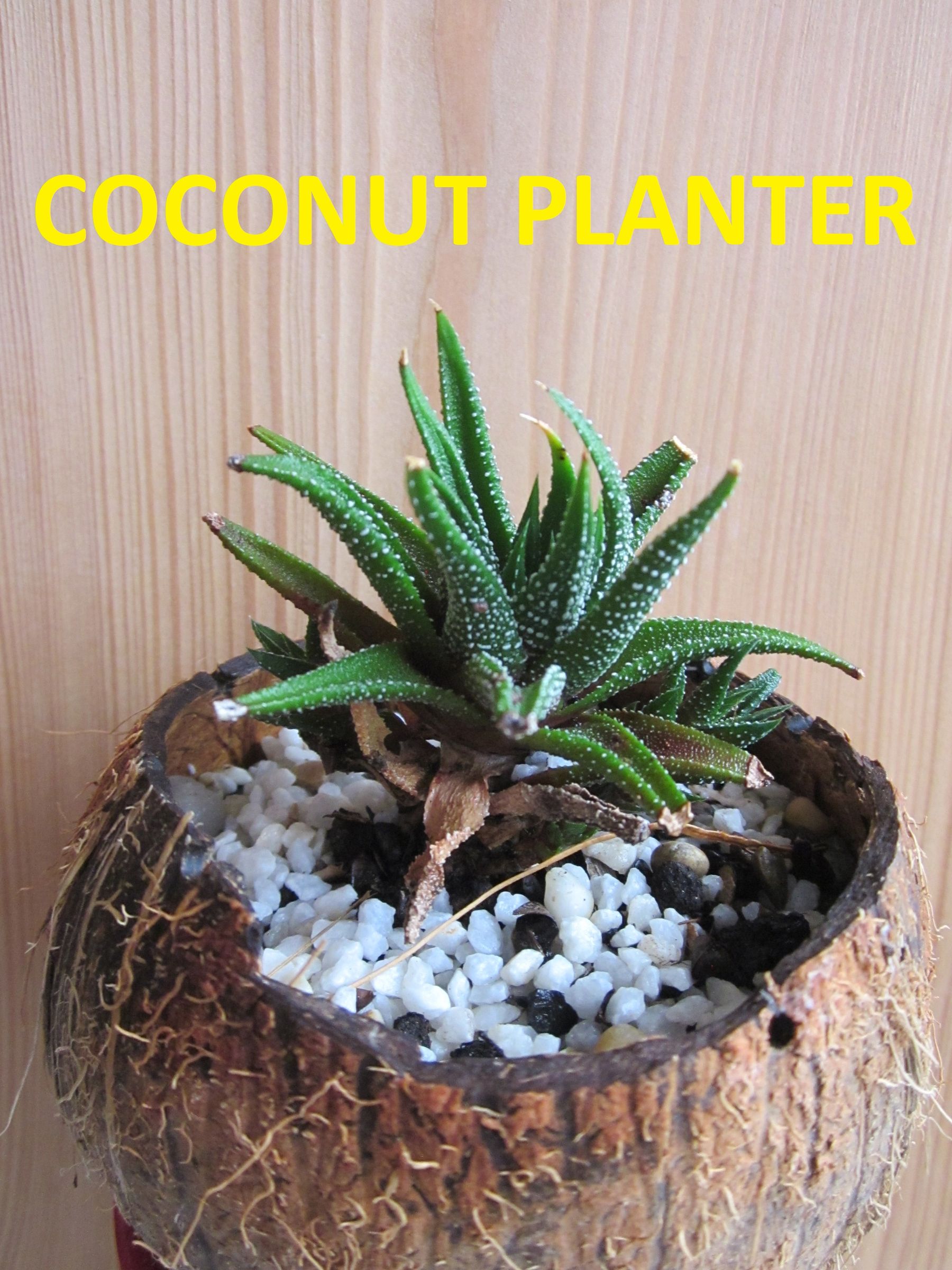 Coconut Planter 8 Steps (with Pictures) Instructables