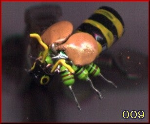 Computer Bugs : 12 Steps (with Pictures) - Instructables