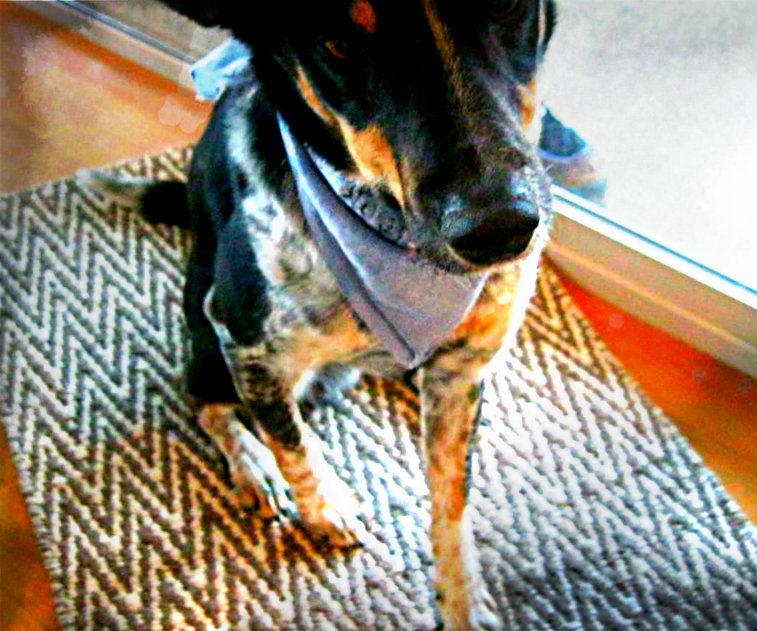 The most simple DIY (easy, cheap, & clean) dog bandanna EVER!!!!!!!!!