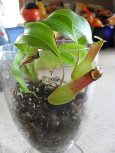 Chic and Simple Carnivorous Plant Terrariums
