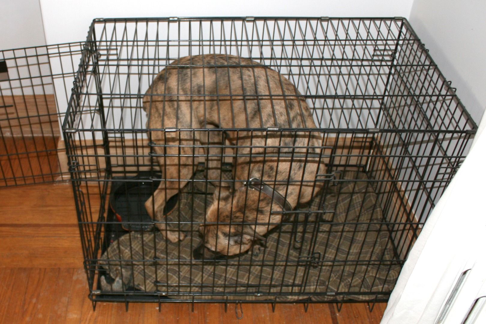 How to Crate Train Your Dog 9 Steps (with Pictures) Instructables