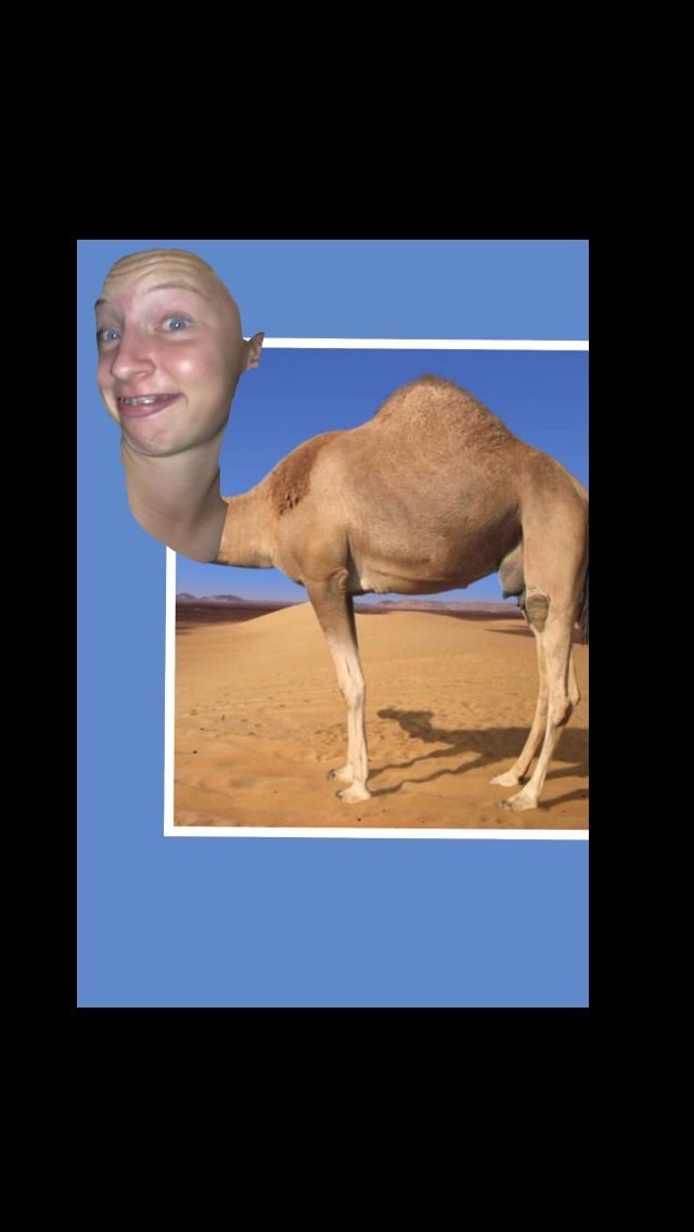How to Put a Head That May or Not Be Yours, on a Camel