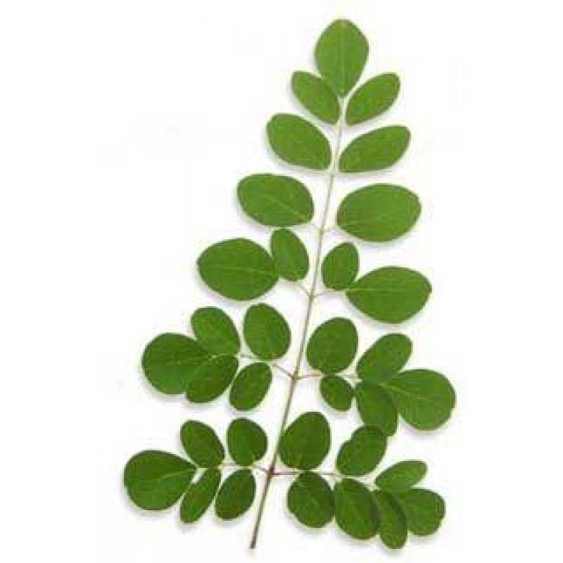 What Is Moringa?