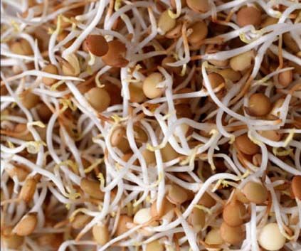 Como Hacer Enraizante Natural Con Lentejas