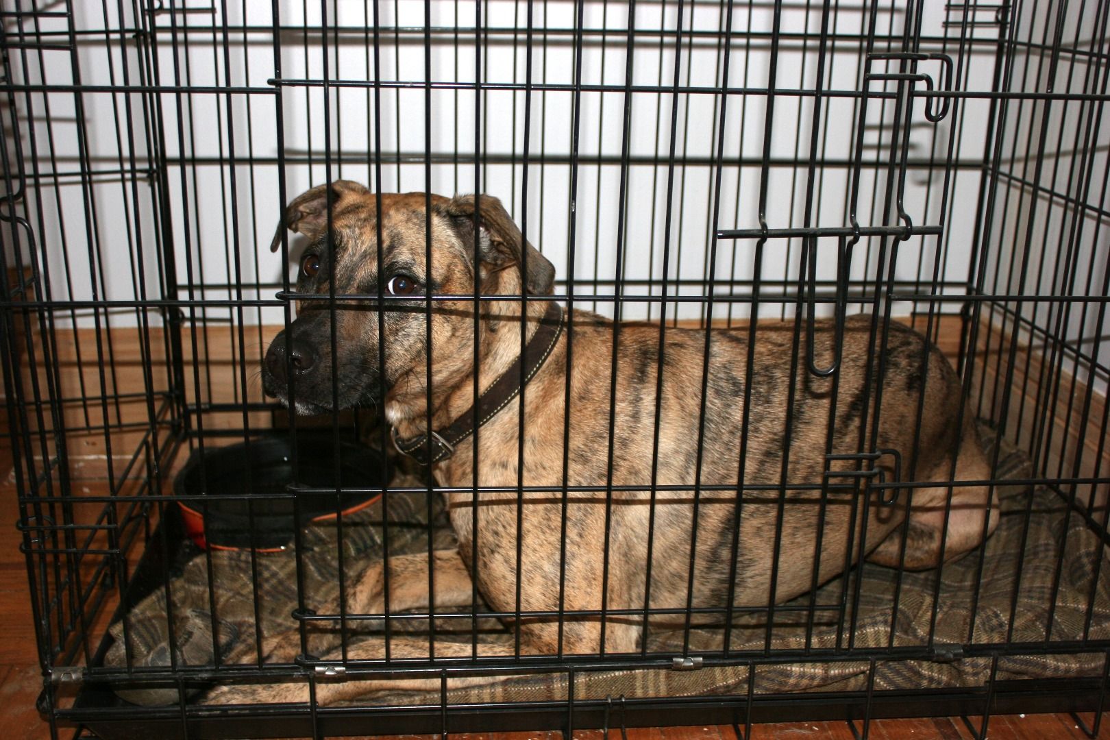 How to Crate Train Your Dog 9 Steps (with Pictures) Instructables