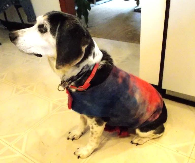 Easy Dog Coat Tutorial