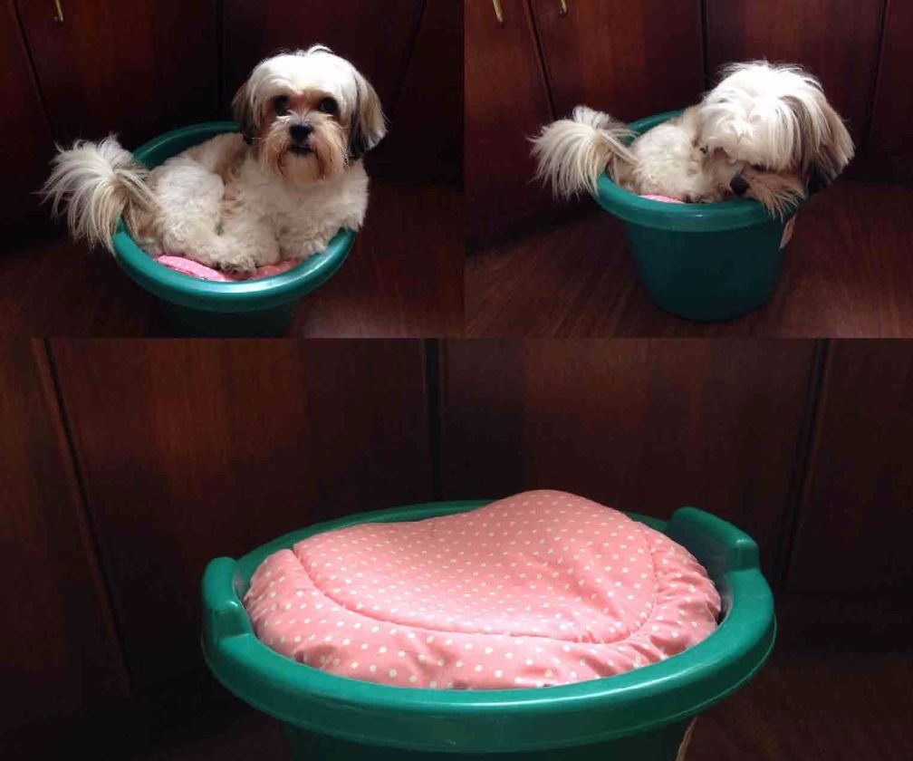 Dog Bed