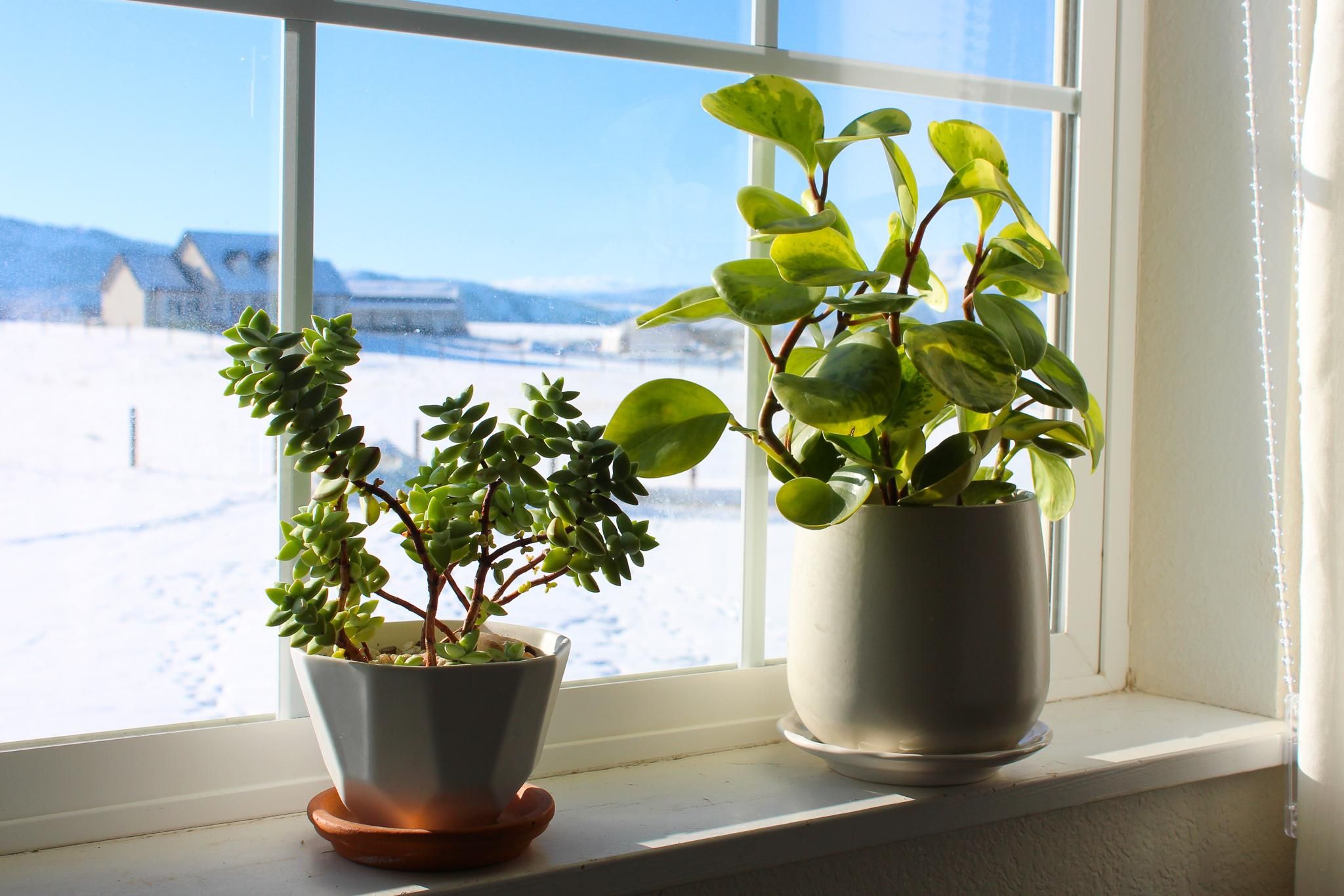 How to Survive Your First Winter With Houseplants : 8 Steps (with Pictures)  - Instructables