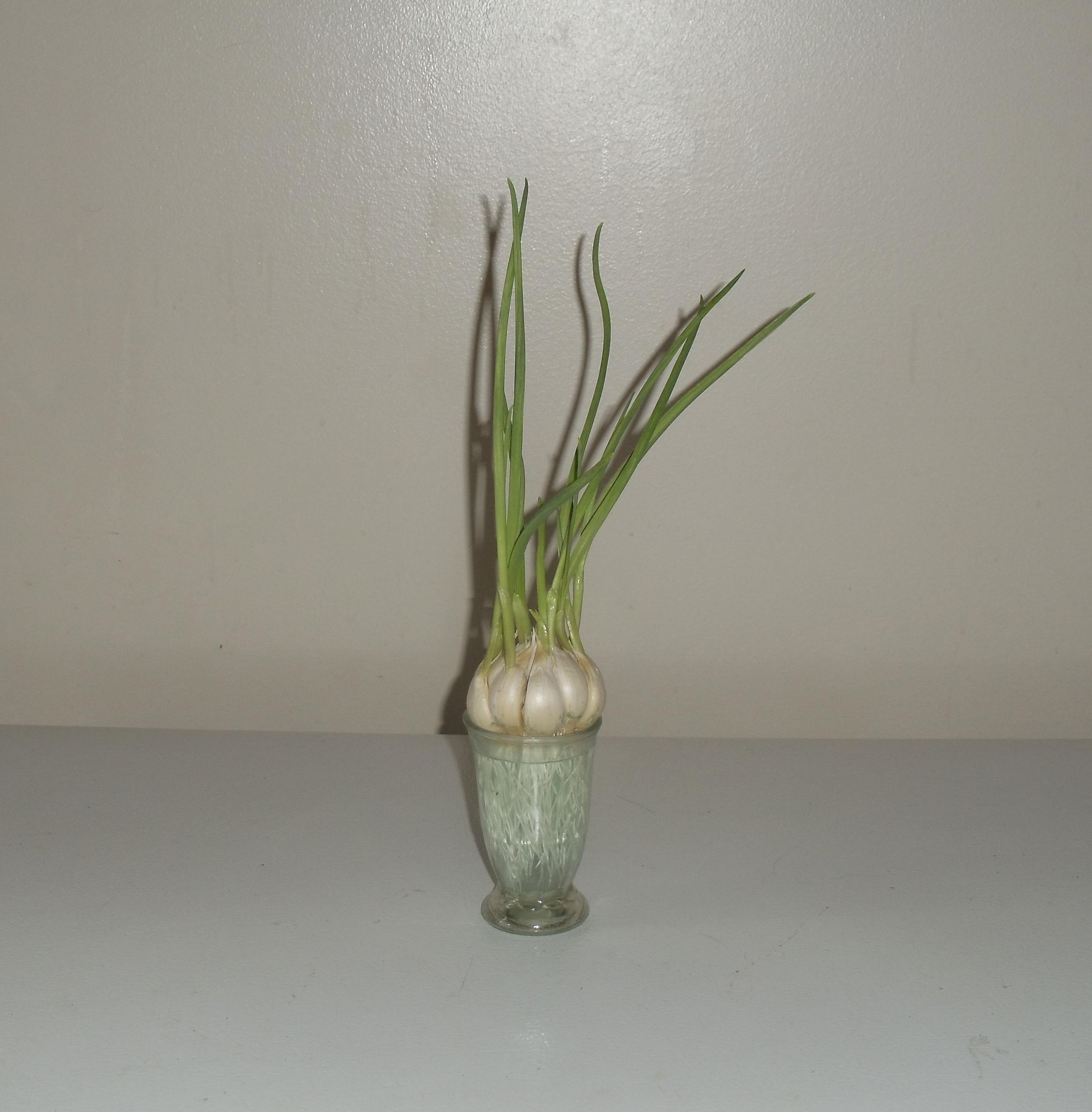 From the Garden to the Table, the Best Way to Grow Garlic. : 7 Steps (with  Pictures) - Instructables