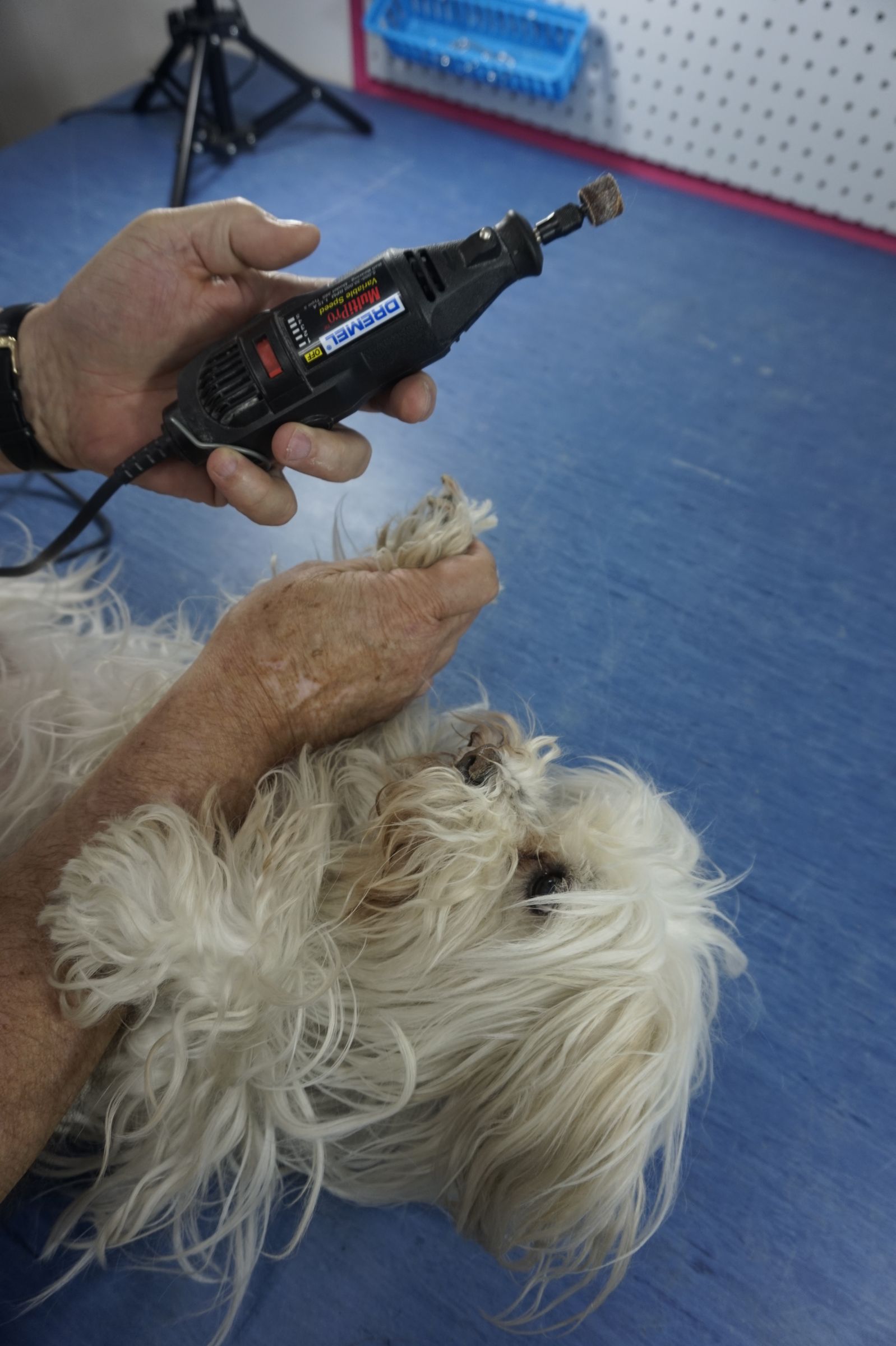 Using a Rotary Tool to Trim a Dogs Nails 4 Steps Instructables