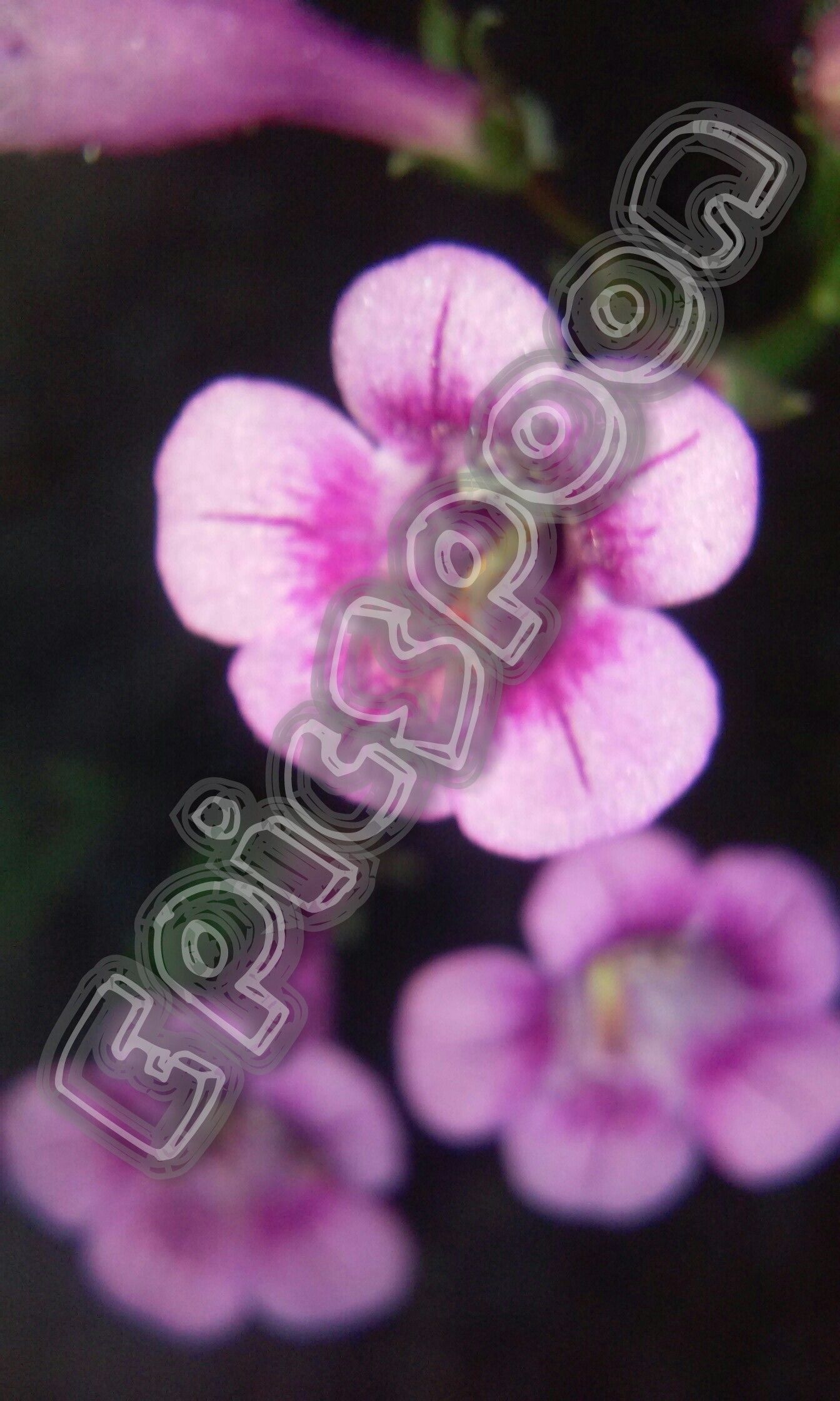 DIY Smartphone Macro Lens