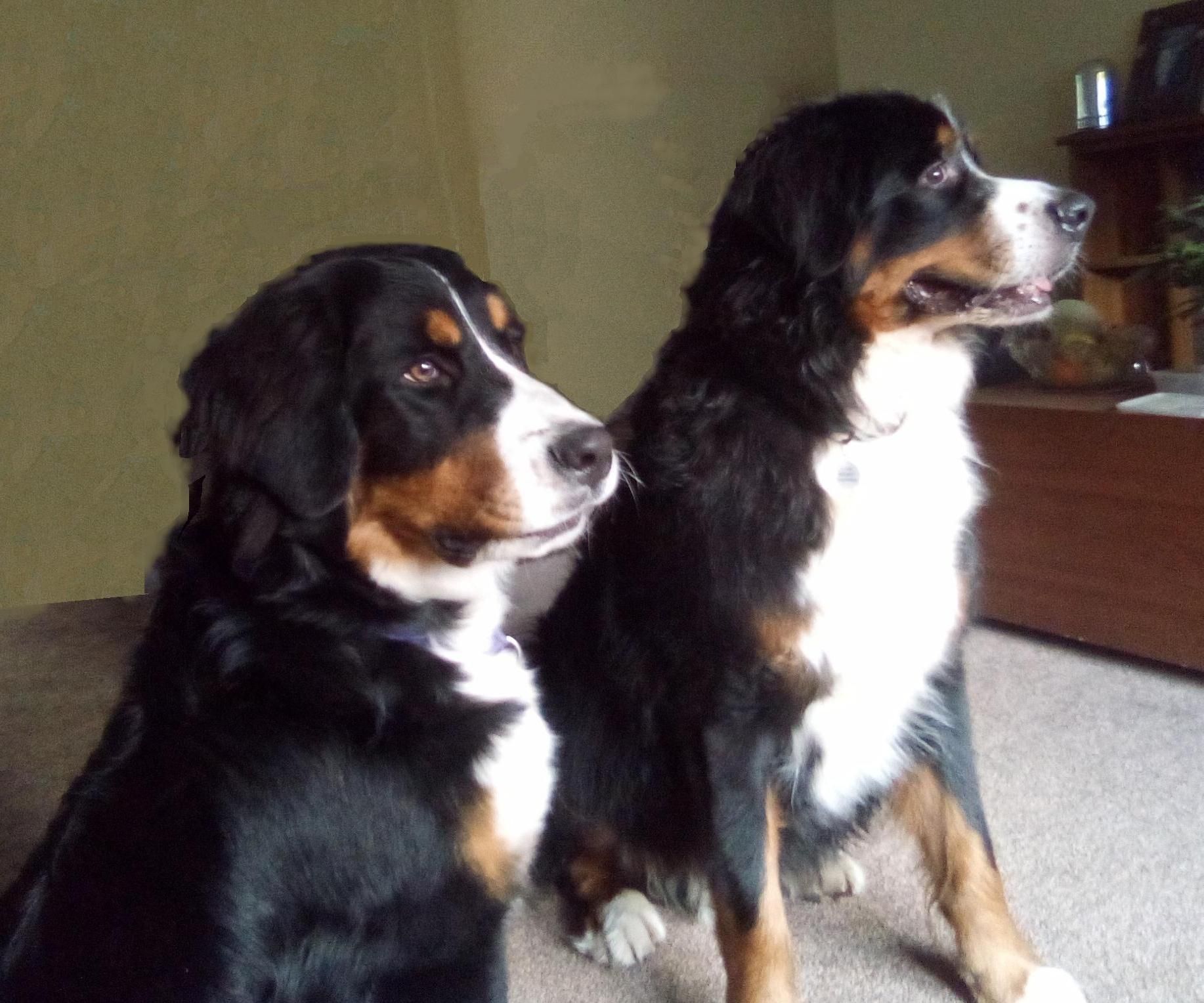 Treat Dispensed When Door Gets Closed!