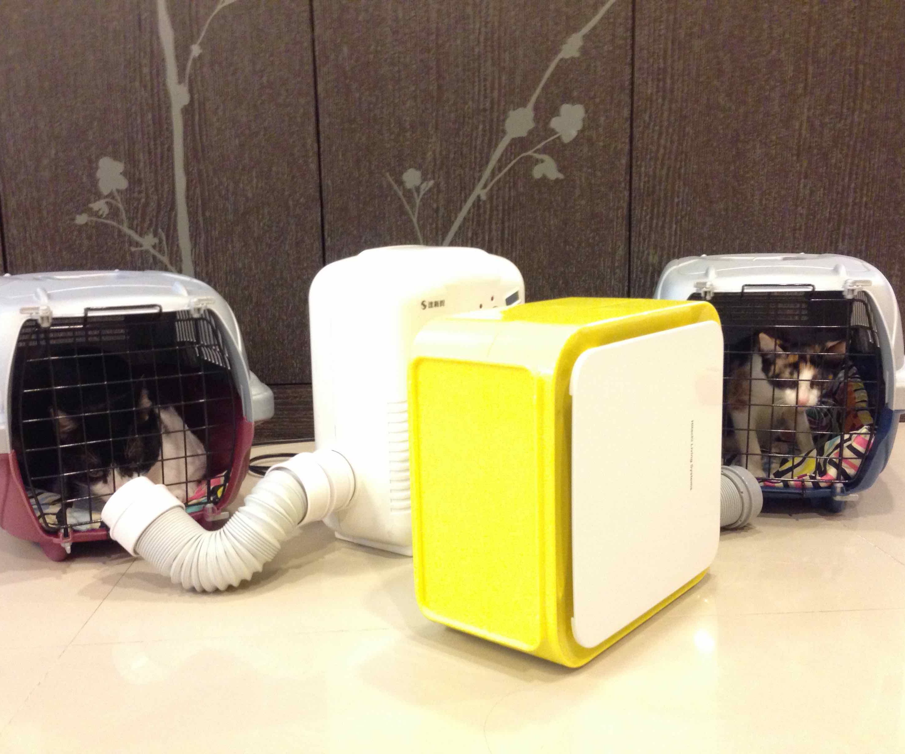 How to Dry Two or More Cat's Hair