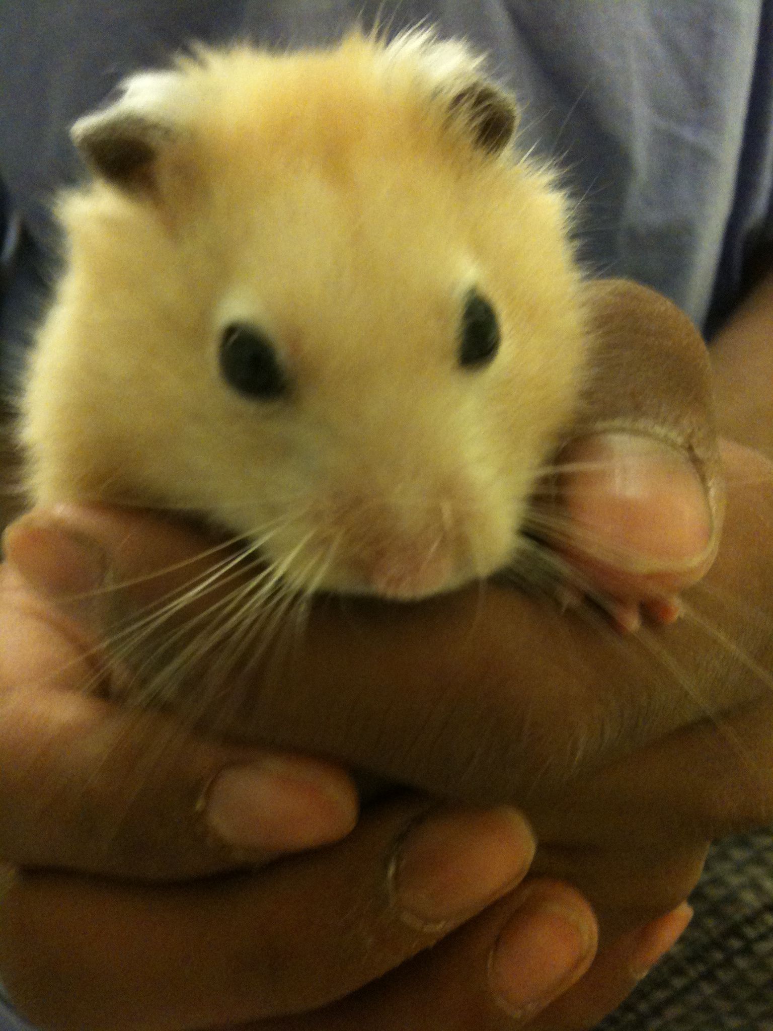 How to Clone Hamsters