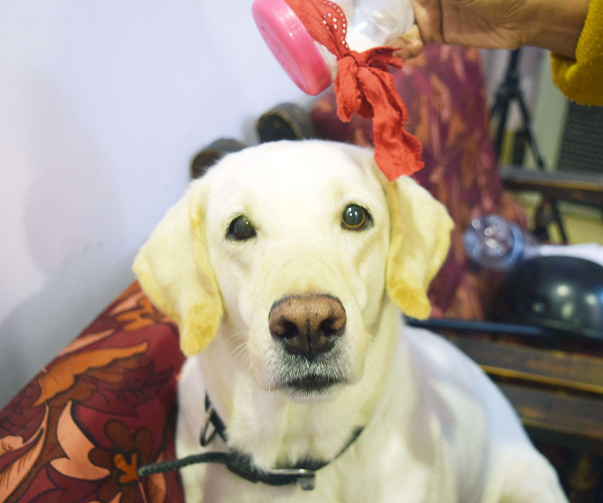 DIY Dog Dry Shampoo 3 Steps (with Pictures) Instructables