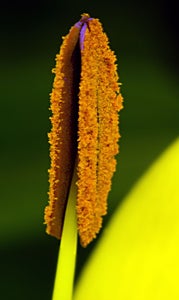 lily seeds from cut flowers