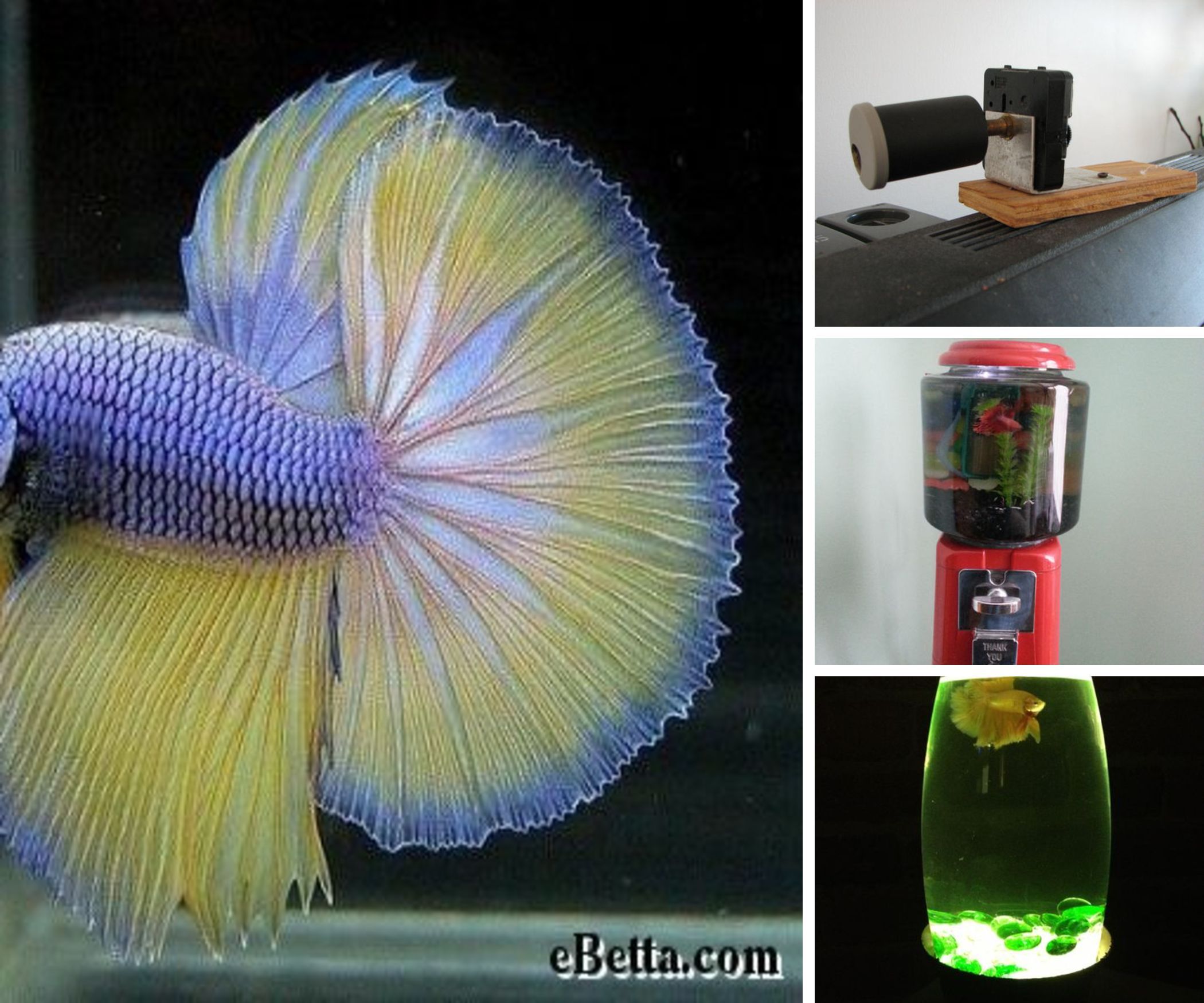 Fish Essentials