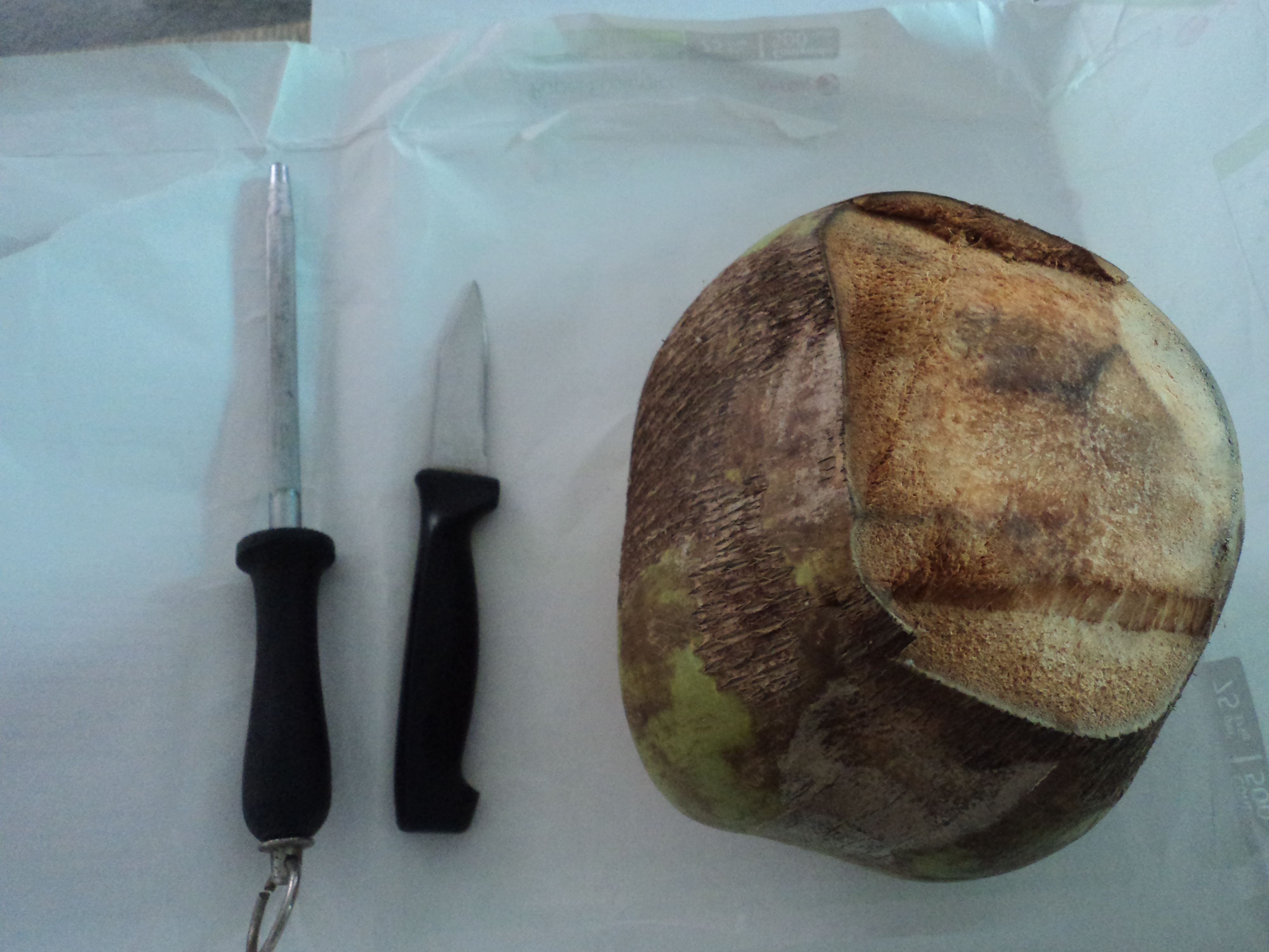 How to Make an Ecological Young Coconut Planter 6 Steps (with