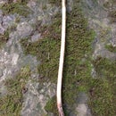 Make Your Own Custom Harry Potter Wand