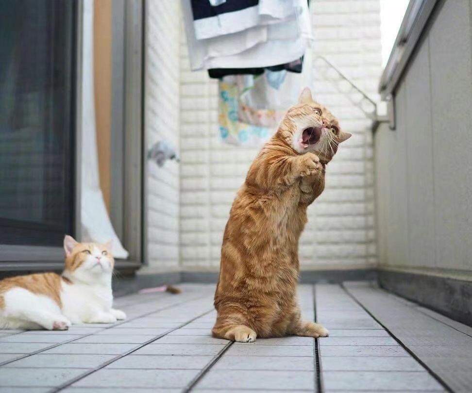 Stay Hoodie Stay Cool