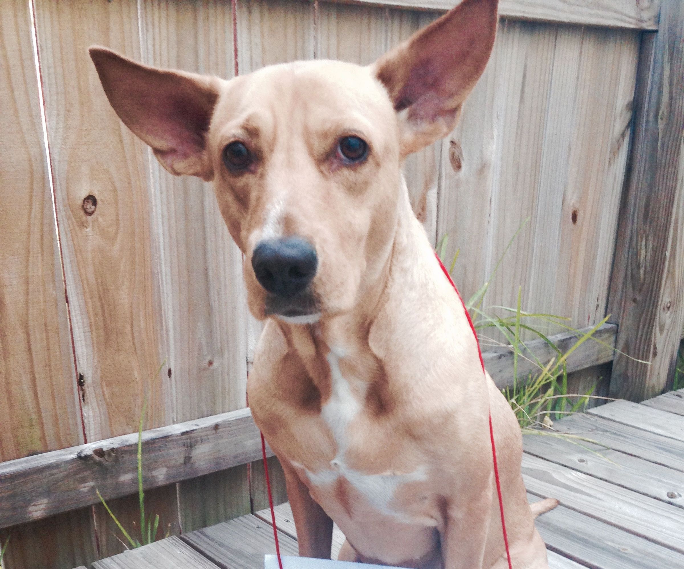 Dobby