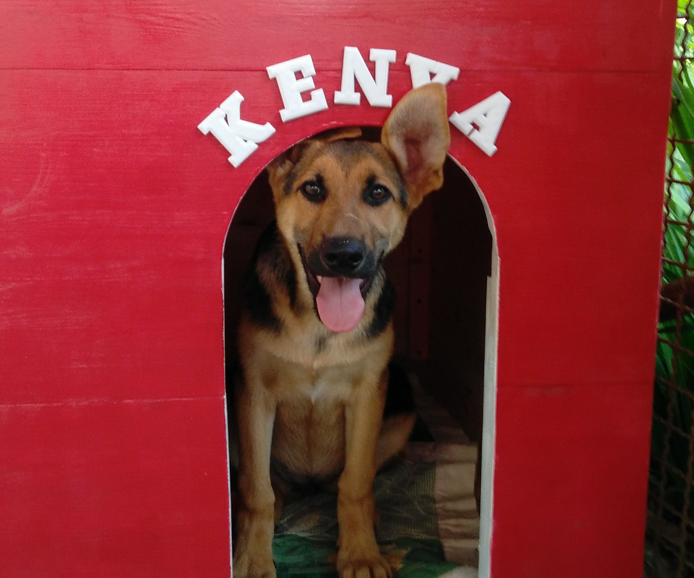 Easy to Build and to Clean Dog House