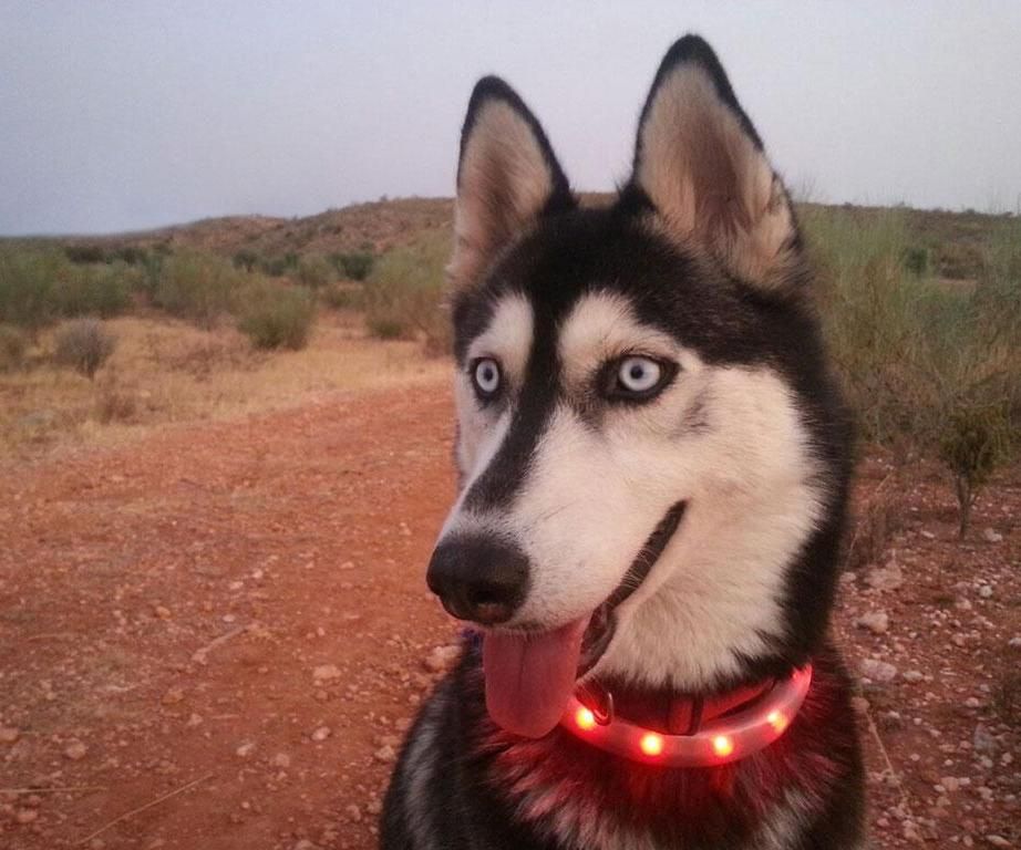 Luminous Collar for Norma, Changes Color on Her Activity Level.