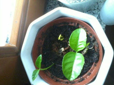 Sprout It